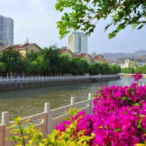秋菊、垂柳和诗！这里美得不像话！