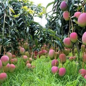 华坪县果子山万亩芒果基地荣获“最大规模的芒果种植园”吉尼斯世界纪录认证