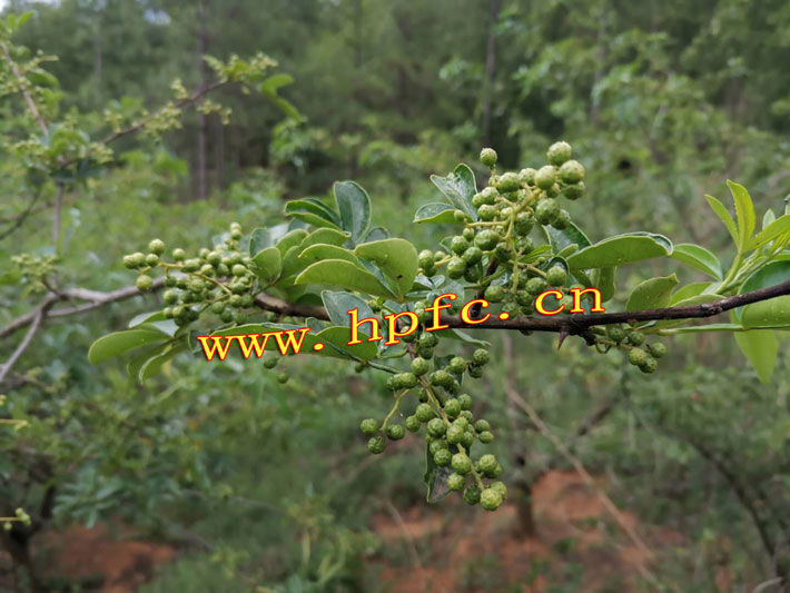 dc77ecfcc52f877210274d18932a848