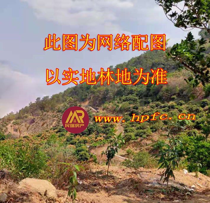 linquan2
